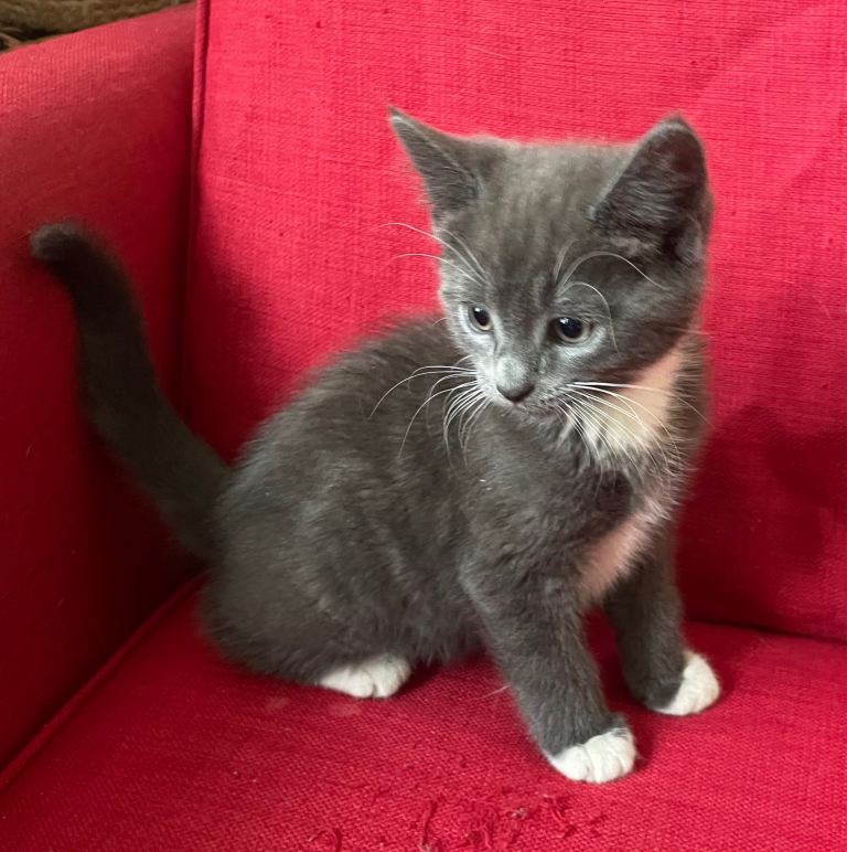 Kittens in West London