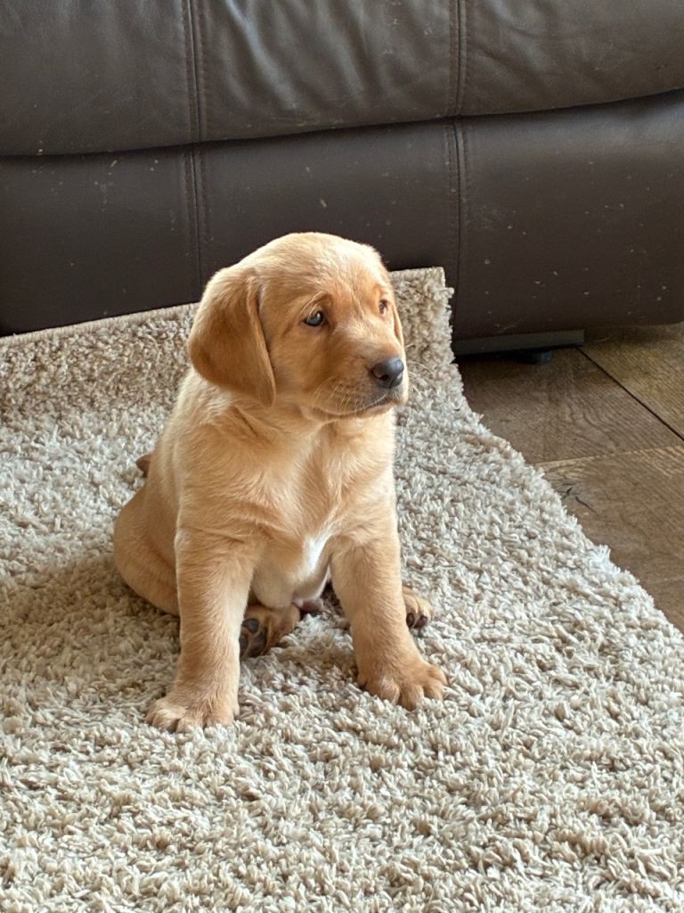 Adorable Labrador Pup