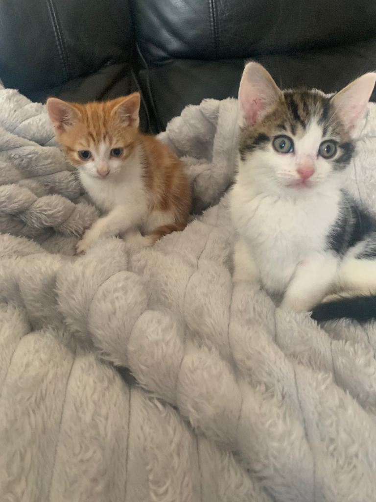 Beatiful kittens ready for 5 ⭐ homes 