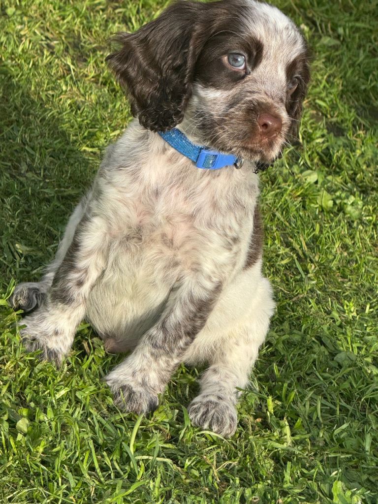 COCKER SPANIEL PUPPIES READY TO LEAVE THIS THURSDAY🎊