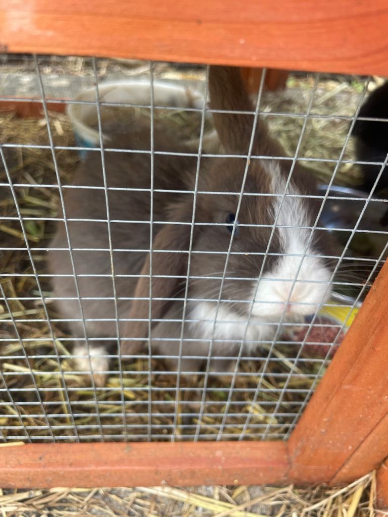 A stripy grey mini lop and a black female adult rabbit.  