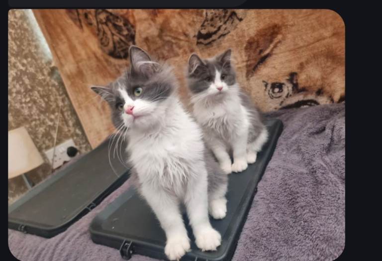 Ragdoll kitten (male)