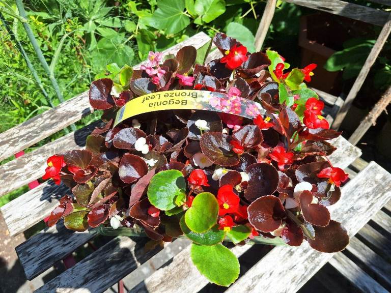 Begonia Bronze Green Bedding Plants * 20 Tray, Lovely Healthy Plants 
