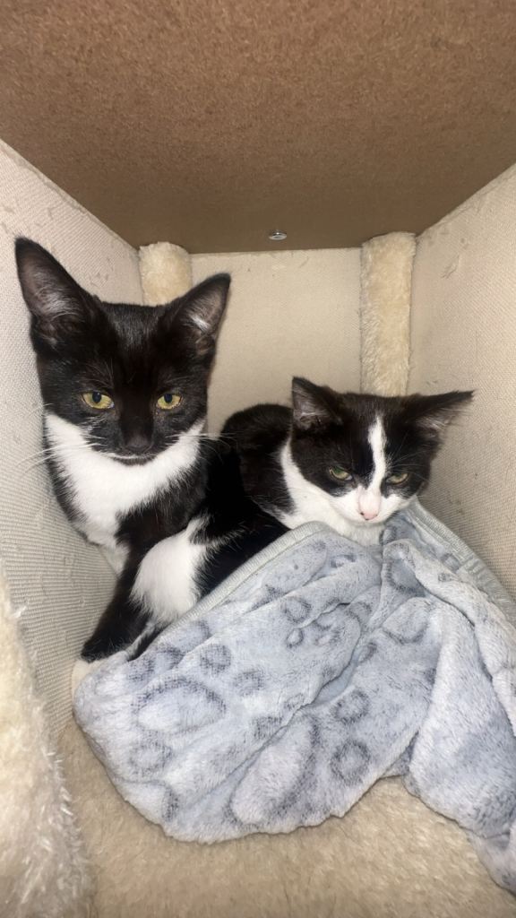 3 kittens.. 8 months old 