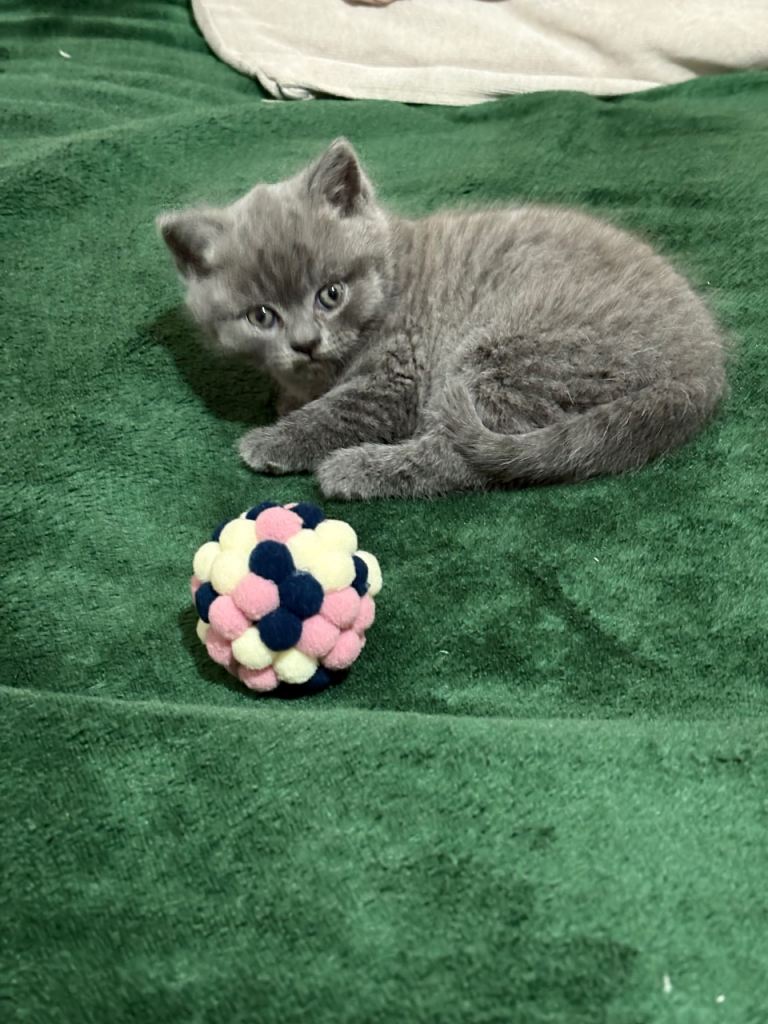 Kitten British shorthair 