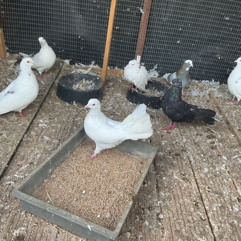 Pigeons for sale East Harling,Norfolk 