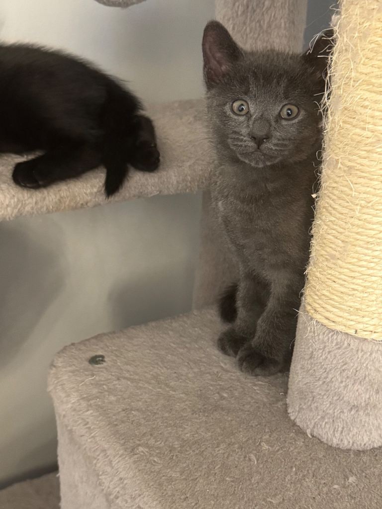 Ragdoll crossed kittens 