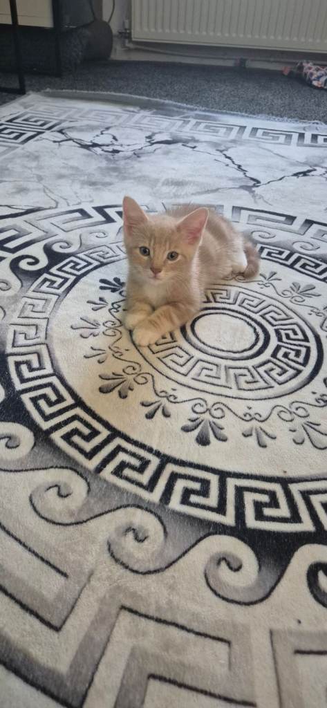 Kitten 