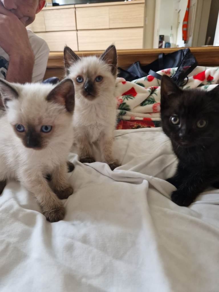 Ragdoll cross kittens 