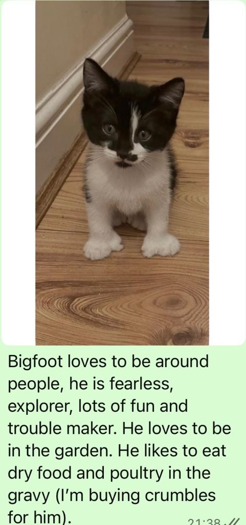 3 Male Kittens for Sale