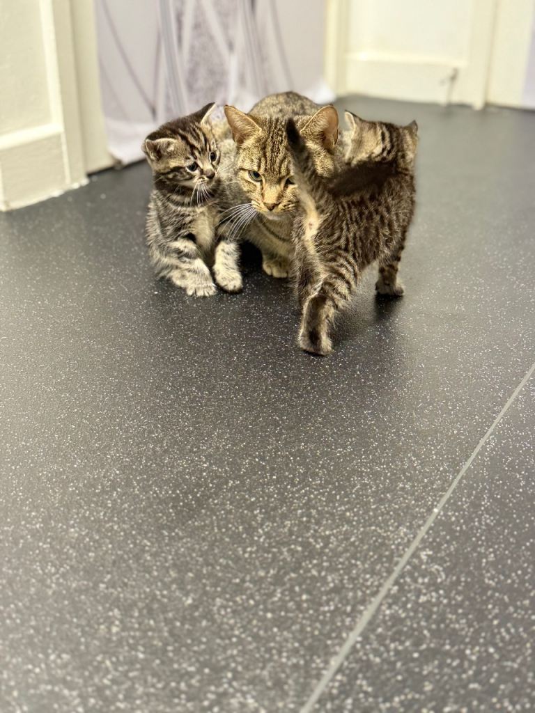 Kittens to a good home 