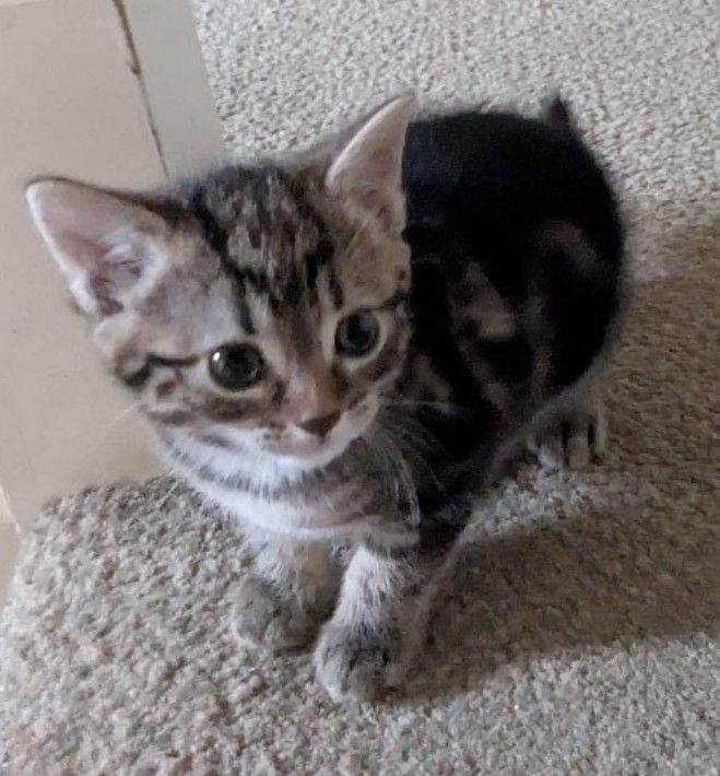 Kittens for sale. Friendly, ready for loving homes 25th August 