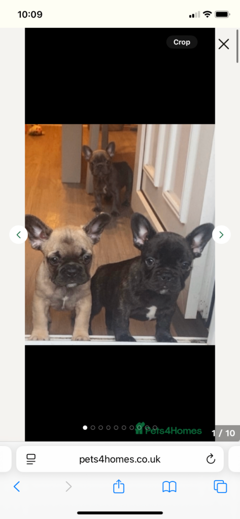 French bull dog puppies 