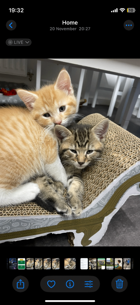 12 week old beautiful Kittens 