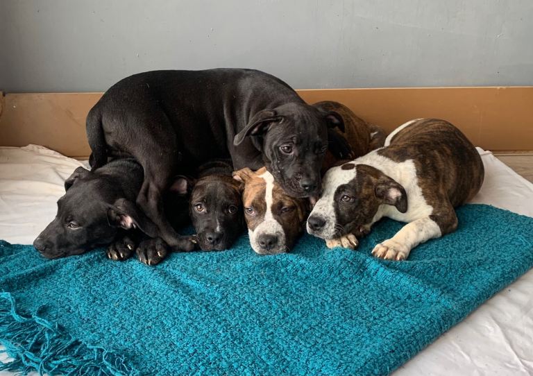 MIND-BLOWING - POCKET BULLIES – IMPRESSIVE GENETICS & LOVING TEMPERAMENTS