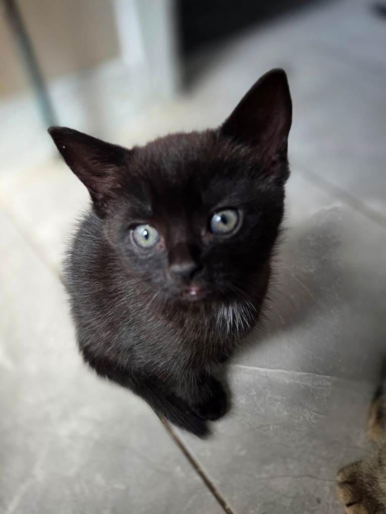 Sokoke Kittens 