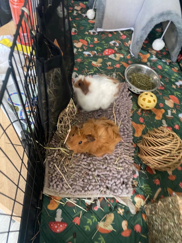 Guinea pigs 
