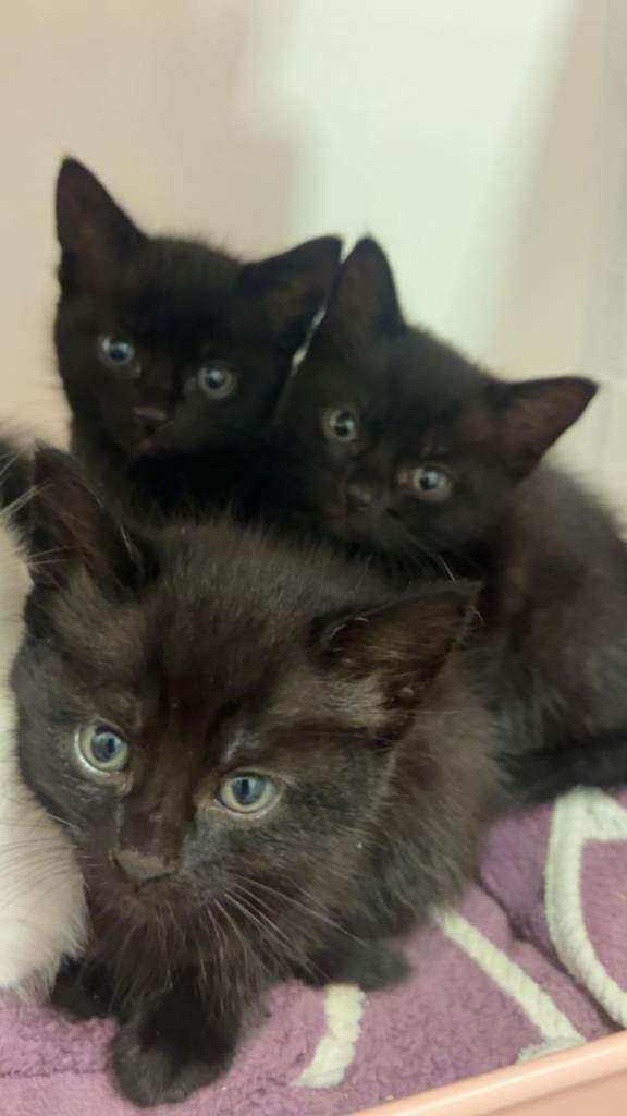 Kitten 8 weeks all black female