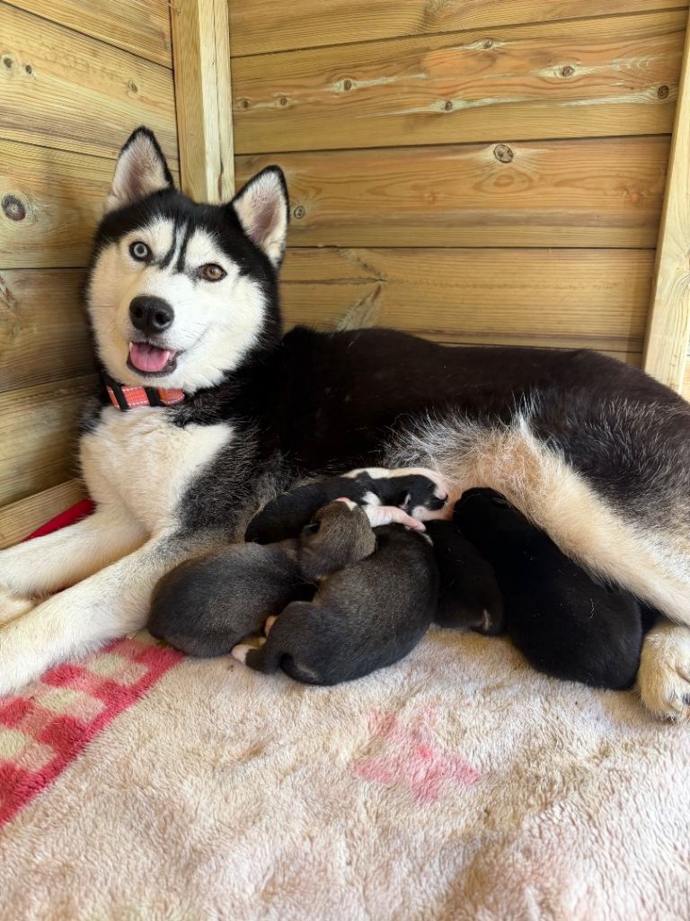 Amazing Pure Siberian Husky Puppies 