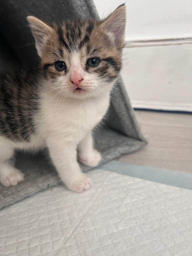 Kitten for sale 