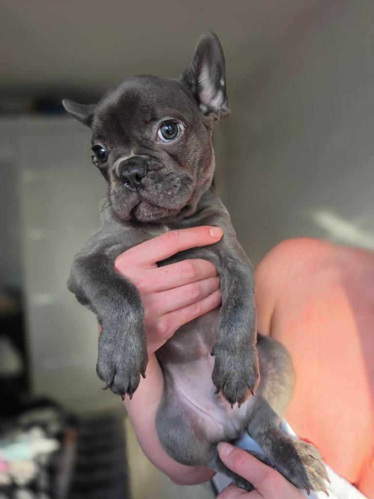 Puppies