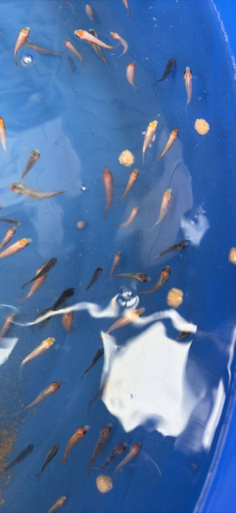 Koi fish