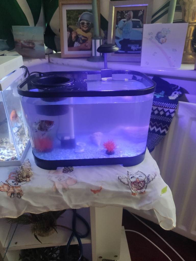 Small fish tank 