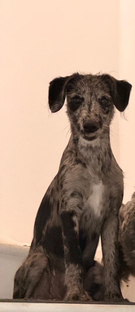 5 month old female whippet x cockapoo 