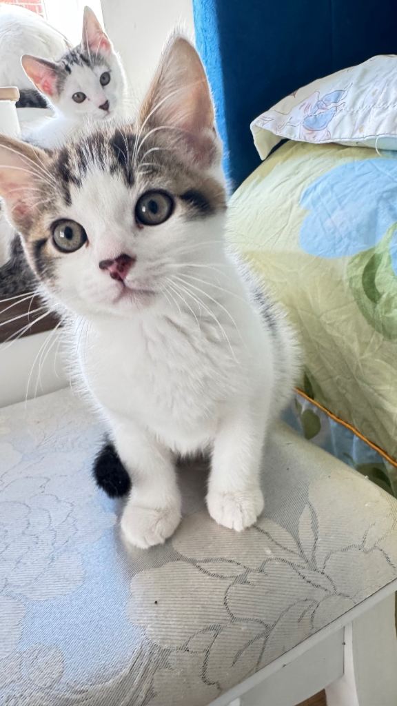 🐾 Beautiful Kittens for Sale 🐾
