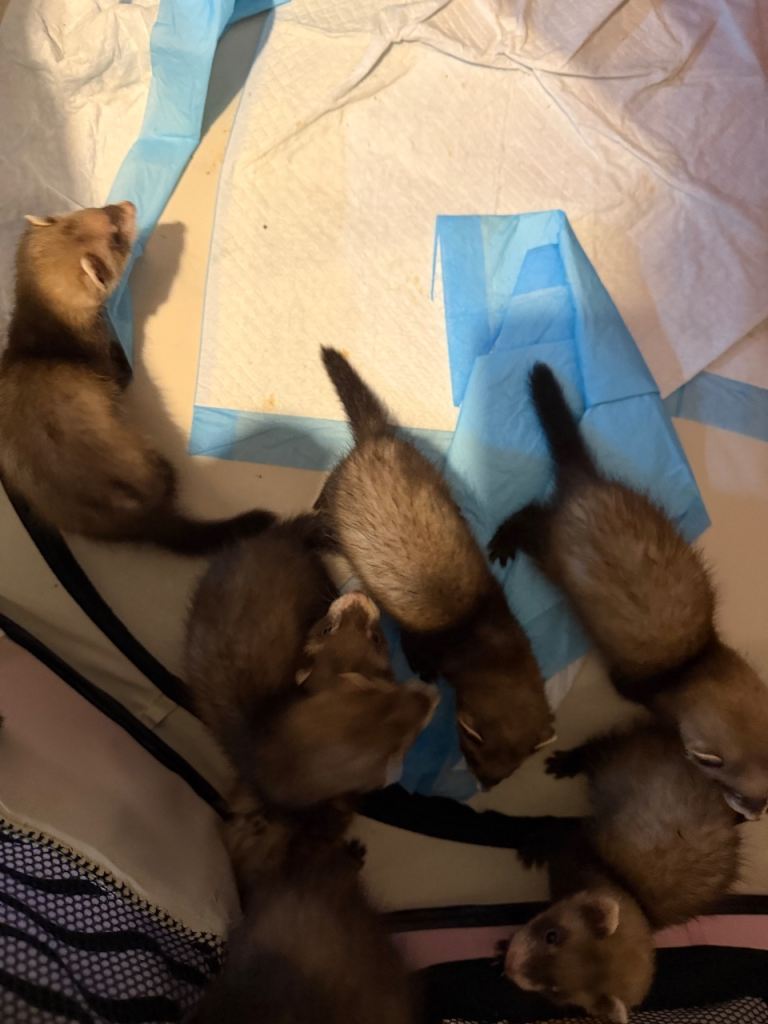 Kits 