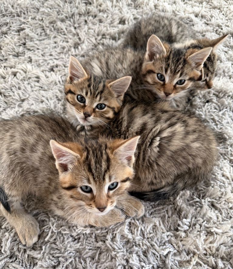 5 tabby kittens - Glasgow 