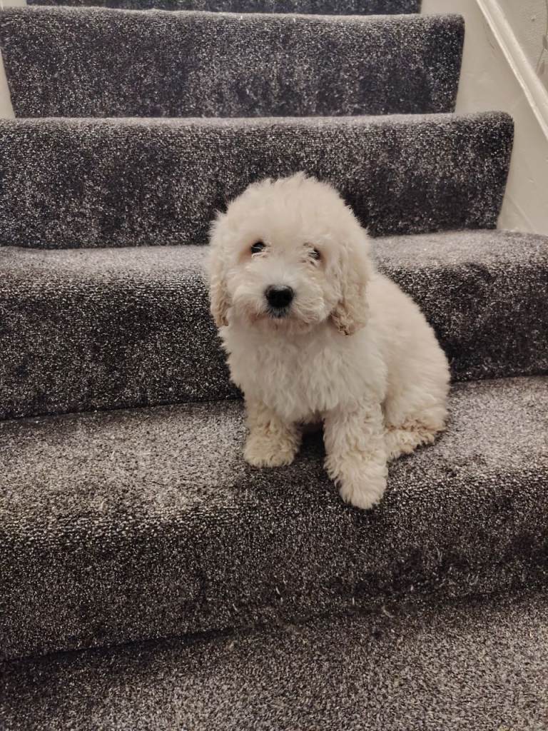 Cavapoo puppy