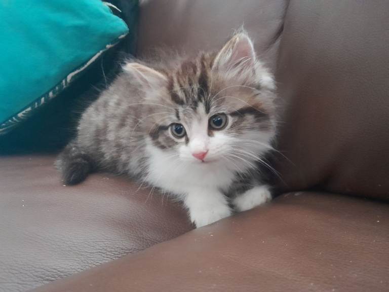 Ready Now Cross ragdoll kitten for sale 