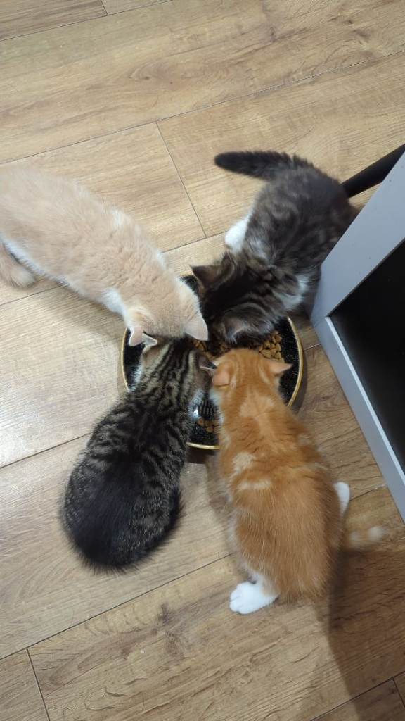 Male Kittens 8 weeks old - ready to go - Flea and wormed - perfectly litter trained. £150 each