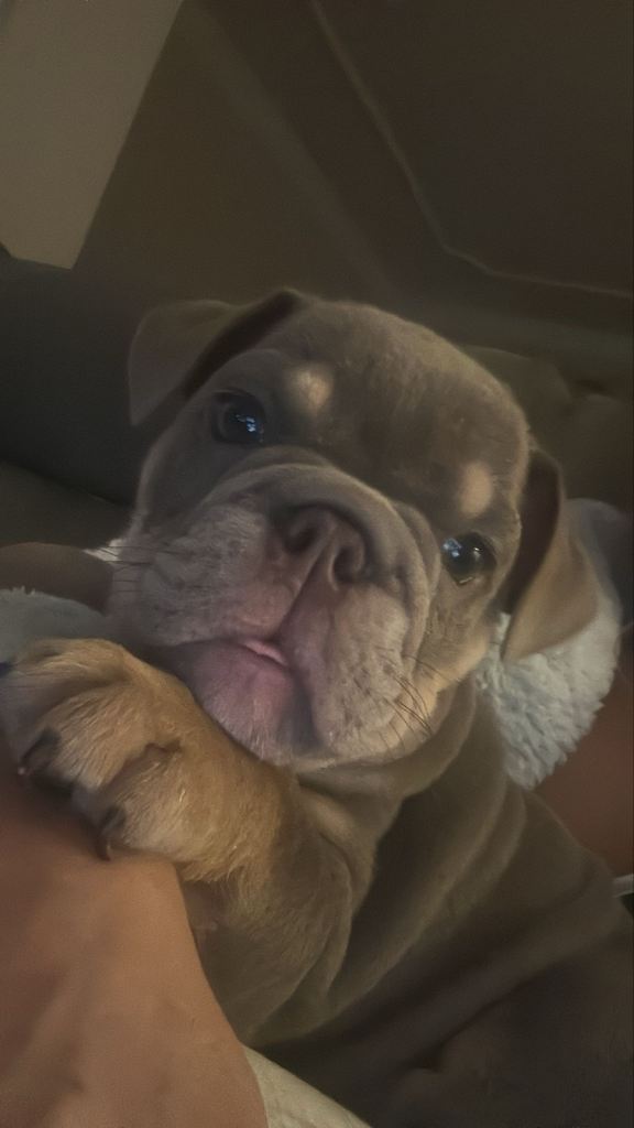 English bull dog pups **one girl left**