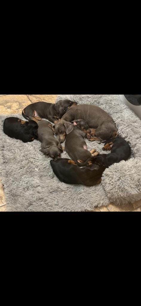 Miniature dachshund puppies
