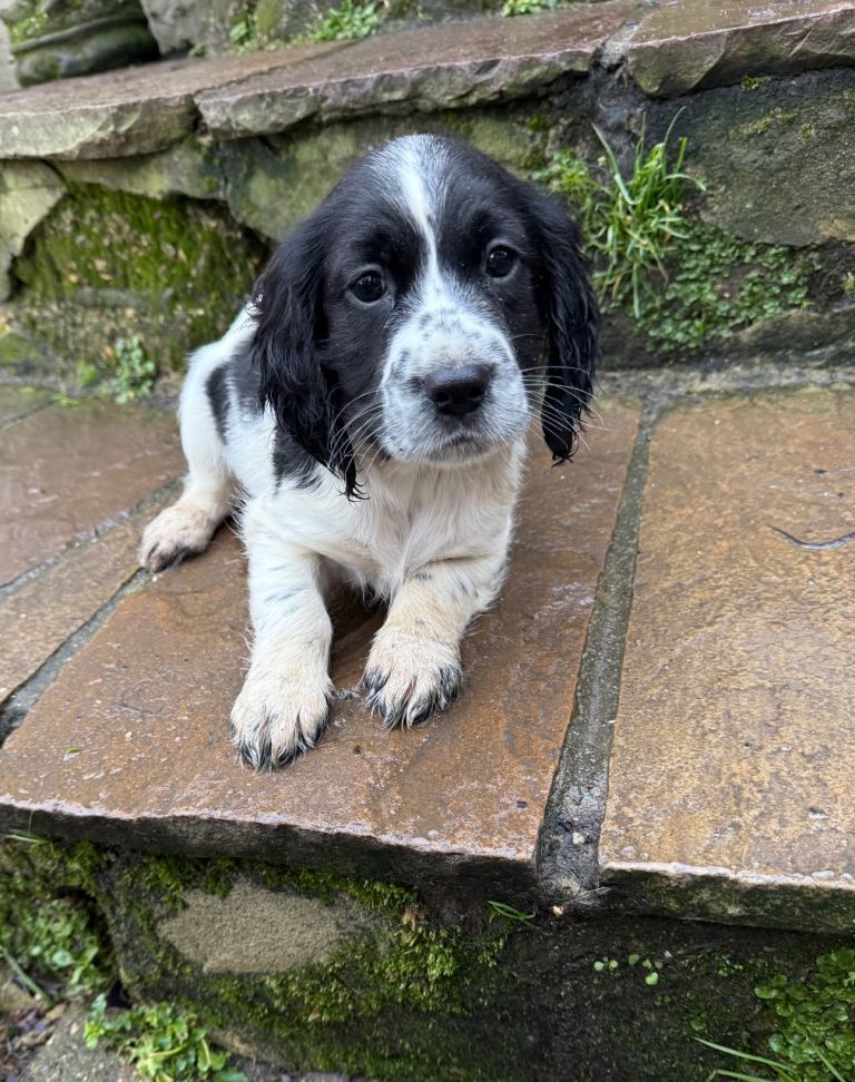 Ready to leave now! Cocker spaniel puppies 