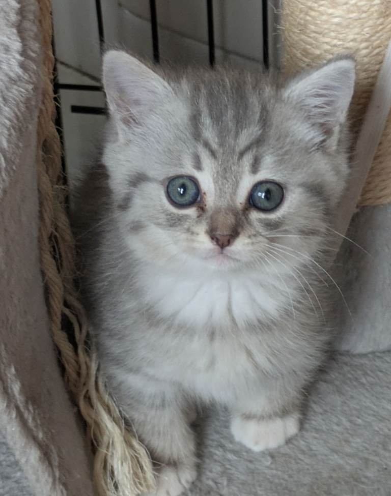 STUNNING BRITISH SHORTHAIR/CHINCHILLA PERSIAN KITTENS