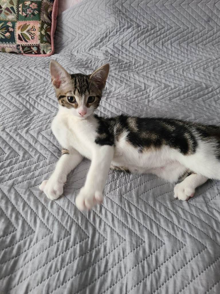 kittens 