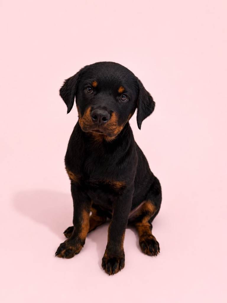 14week old Rottweiler Puppy