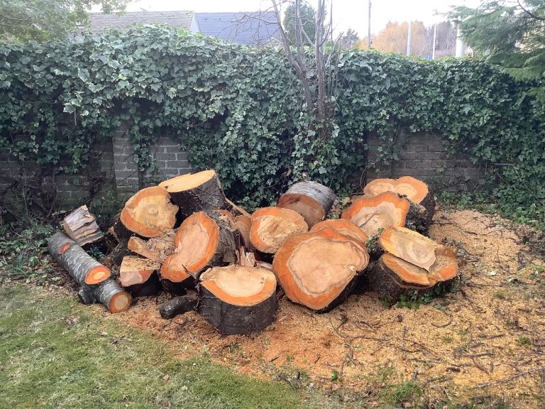 20 large cherry tree logs for free if collected 