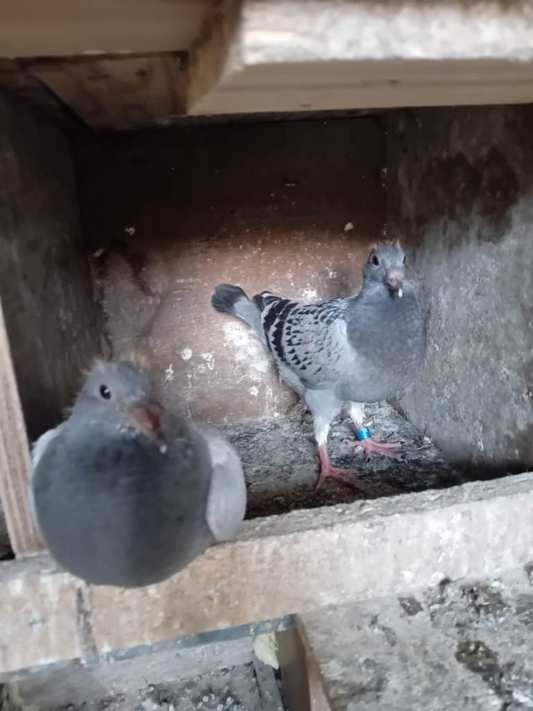 Pigeon