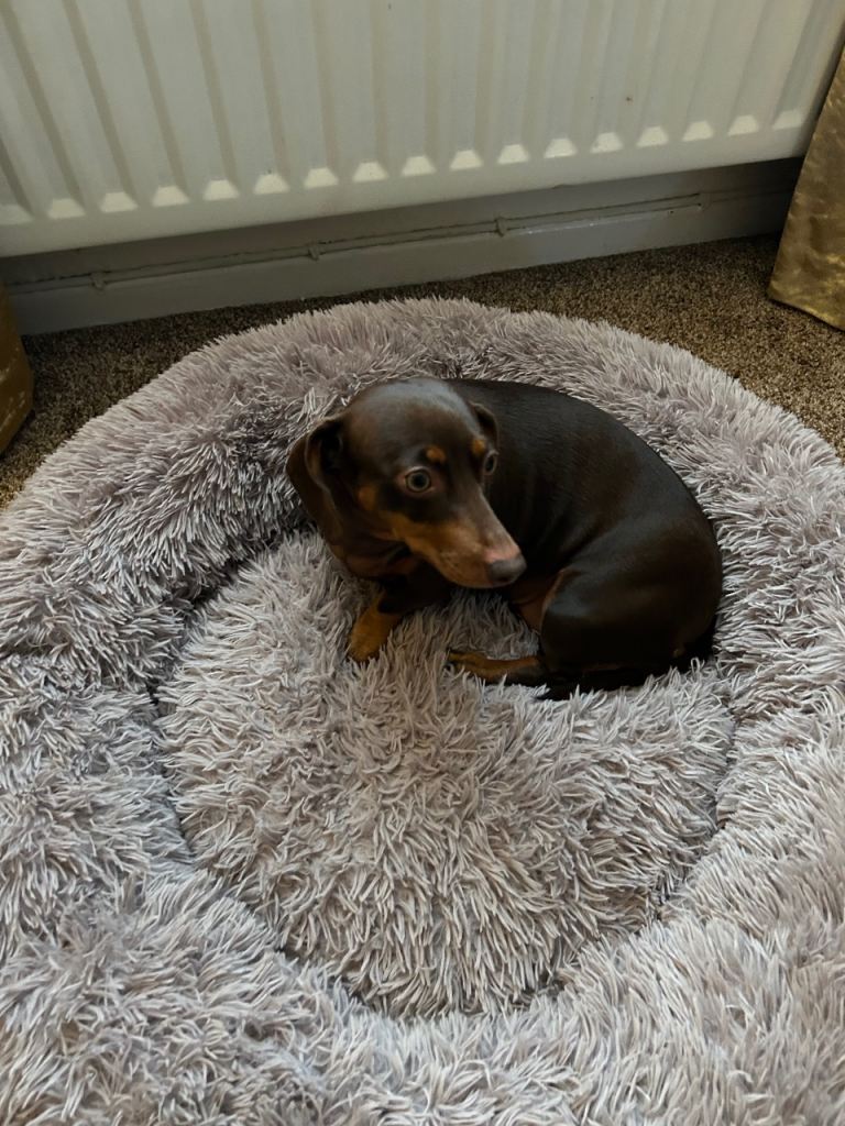Used Dog Bed 