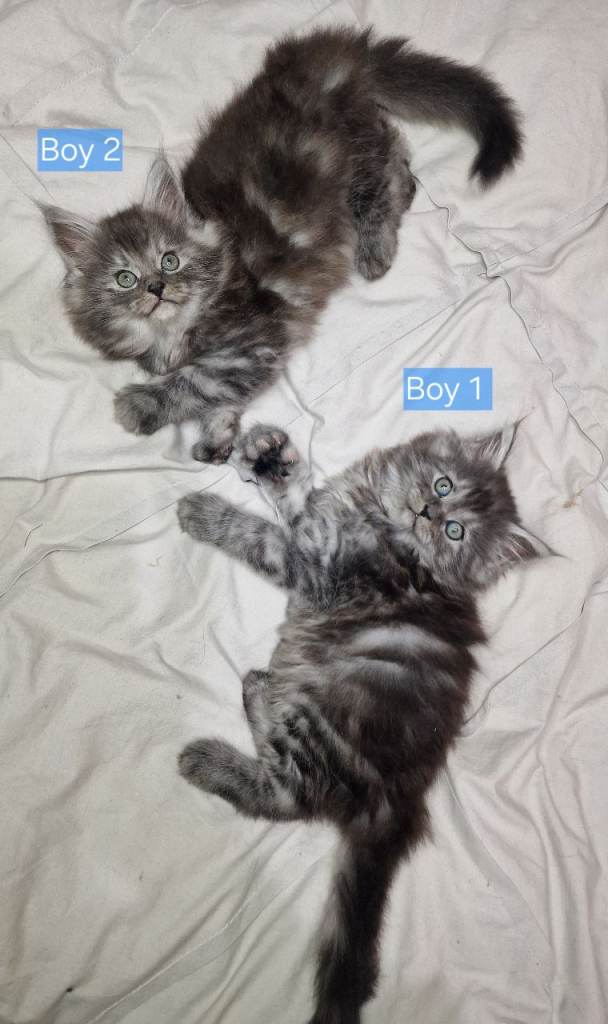 2 boy maine coons ready for homes in Bury