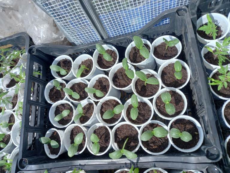 Cucumber plants 