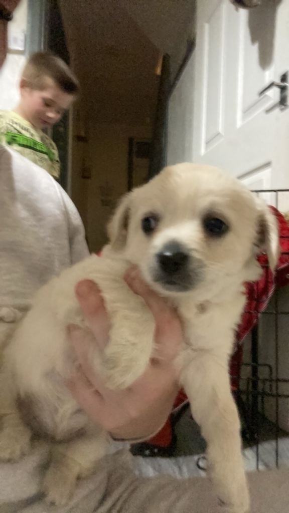 Stunning jackahuahuas looking for their forever homes