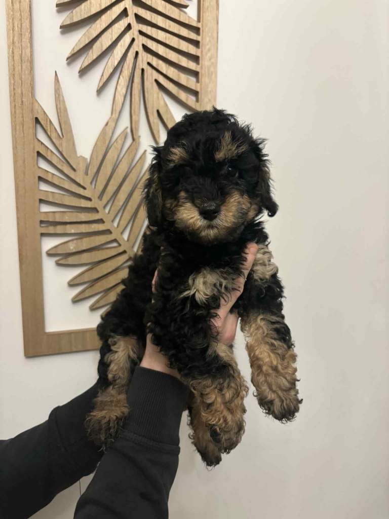 Miniature poodle puppies