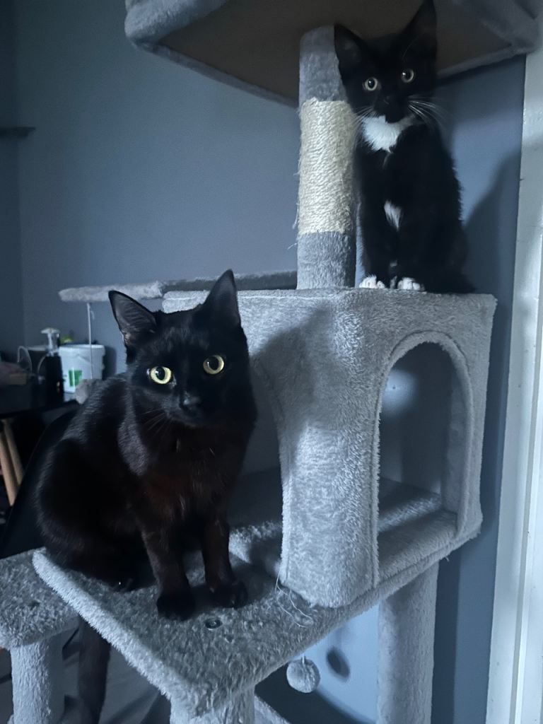 Cute, Calm Black/brown cat 