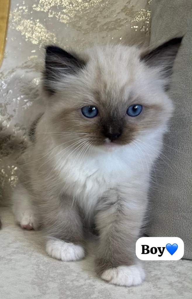 ‏Beautiful Ragdoll Kitten 