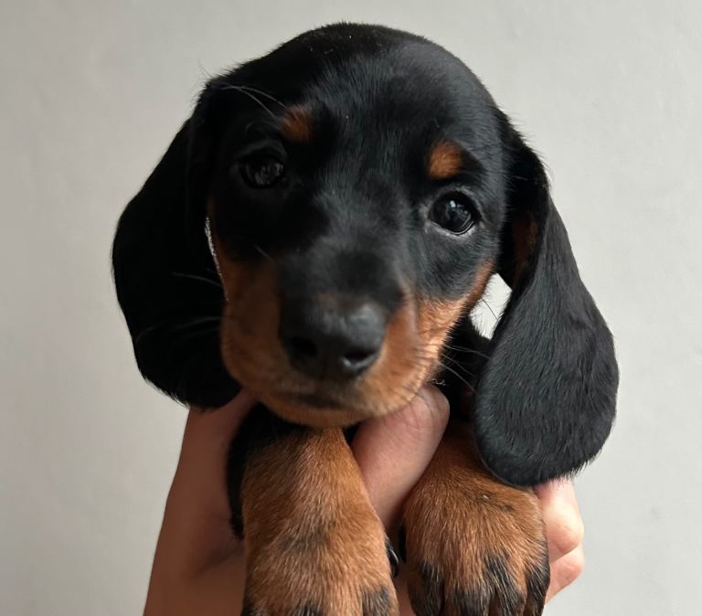 Standard Dachshund Puppies
